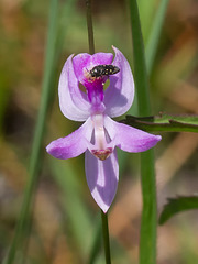 Calopogon pallidus (Pale grass-pink orchid)