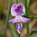 Calopogon pallidus (Pale grass-pink orchid)