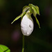 Cypripedium acaule (Pink Lady's-slipper Orchid) rare alba form