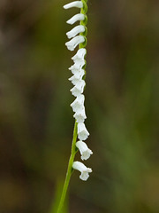 Spiranthes praecox (Grass leaf ladies'-tresses orchid)
