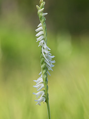 Spiranthes vernalis (Spring ladies'-tresses orchid)