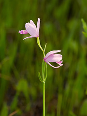 Pogonia ophioglossoides (Rose pogonia orchid)