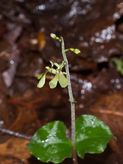 Listera smallii (Appalachian twayblade orchid)