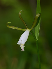 Cleistesiopsis bifaria (Upland spreading pogonia orchid)