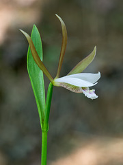 Cleistesiopsis bifaria (Upland spreading pogonia orchid) [Explore 5-29-2012]