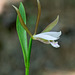 Cleistesiopsis bifaria (Upland spreading pogonia orchid) [Explore 5-29-2012]