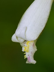 Cleistesiopsis bifaria (Upland spreading pogonia orchid)