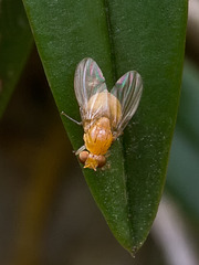 Neogriphoneura sordida (Lauxaniid fly)