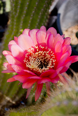 Torch cactus flower