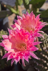 Easter Lilly cactus flower (Echinopsis oxygona)