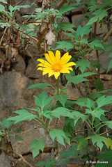 20090307-0131 Tithonia diversifolia (Hemsl.) A.Gray