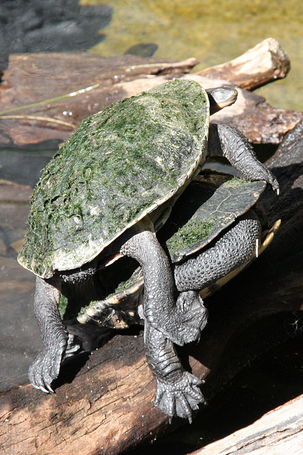Leapfrog - turtle style