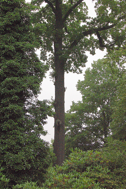 alta arbo (hoher Baum)