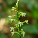 Gymnadeniopsis (Platanthera) clavellata (Little Green Woodland orchid; Club-spur orchid)