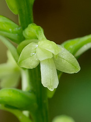Gymnadeniopsis (Platanthera) clavellata (Little Green Woodland orchid; Club-spur orchid)