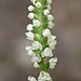 Goodyera pubescens (Downy Rattlesnake Plantain orchid)