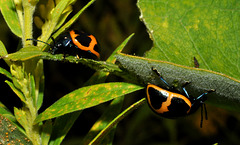 swamp mikweed leaf beetle Labidomera clivicollis-aug 2013DSC 6335