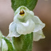 Goodyera pubescens (Downy Rattlesnake Plantain orchid) -- flower less than 1/4" wide (~ 5mm)