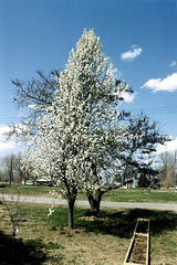 Ornamental Pear Tree