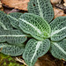 Goodyera pubescens (Downy Rattlesnake Plantain orchid) -- some of the prettiest leaves of any of our native orchids