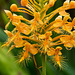 Platanthera ciliaris (Yellow fringed orchid)  in the front yard bog garden