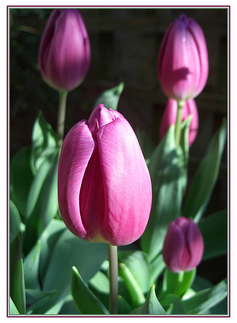 pinky purple tulips - 6.4.2006