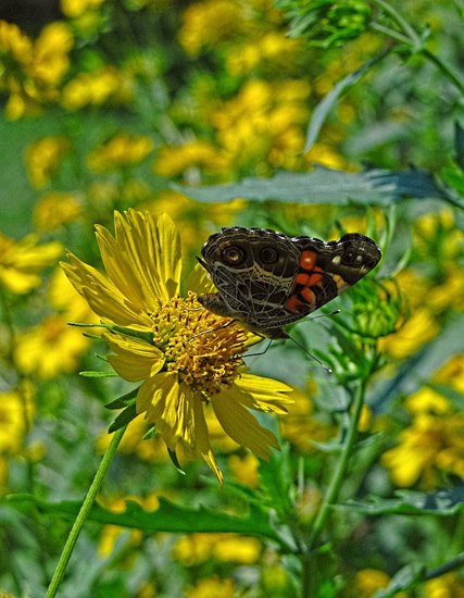 American Lady butterfly (Vanessa virginiensis)