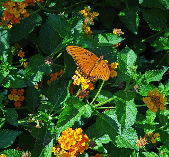 Gulf Fritillary butterfly on Lantana