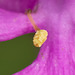 Platanthera peramoena (Purple fringeless orchid) with loose pollinia
