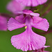 Platanthera peramoena (Purple fringeless orchid) with loose pollinia