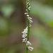 Spiranthes lacera variety gracilis (Northern slender ladies'-tresses orchid)