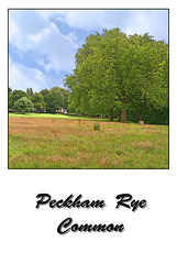 Peckham Rye Common - 15.7.2008