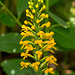 Platanthera cristata (Crested fringed orchid)
