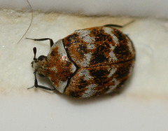 Varied Carpet Beetle, Anthrenus verbasci ,approx 2mm