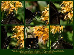 Pollination of Yellow fringed orchid by Pipevine Swallowtail butterfly