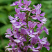 Platanthera shriveri (?) (Shriver's frilly orchid)
