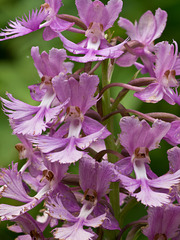 Platanthera shriveri (?) (Shriver's frilly orchid)