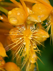 Platanthera ciliaris (Yellow fringed orchid) with rain drops