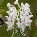 Platanthera conspicua (Southern white fringed orchid)