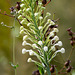 Platanthera conspicua (Southern white fringed orchid) in bud -- this will be spectacular in a few days