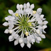 Platanthera conspicua (Southern white fringed orchid) -- photographed from above