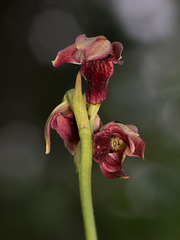 Pteroglossaspis ecristata (Spiked Medusa orchid or Crestless Plume orchid)