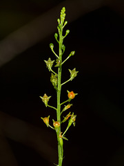 Malaxis spicata (Florida adder's-mouth orchid)