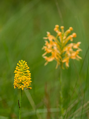 Gymnadeniopsis (Platanthera) integra (Yellow fringeless orchid) and Platanthera ciliaris (Yellow fringed orchid)