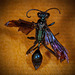The Beautiful Blue Mud Dauber Wasp: Back View