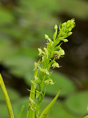Habenaria repens (Water-spider orchid)