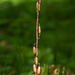Tipularia discolor (Crane-fly orchid) seed capsules