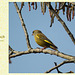 Greenfinch at Southease on 28.3.2012