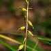 Corallorhiza odontorhiza var. odontorhiza (Autumn Coralroot orchid)
