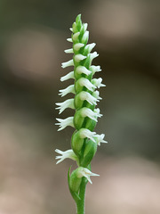 Spiranthes ovalis var. erostellata (October ladies'-tresses orchid, Northern oval ladies'-tresses orchid)